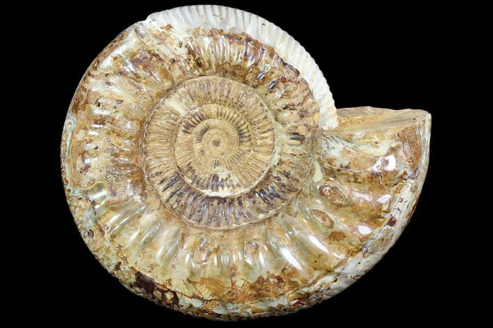 Large, Ammonite (Perisphinctes) Fossil - Jurassic #102522